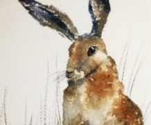 Hare-in-winter