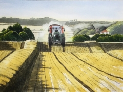 August Harvest Time in Suffolk. The golden fields and farmers busy at work