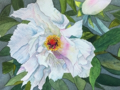 A beautiful watercolour painting of a white Japanese Paeony.