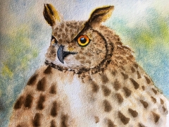 Owl