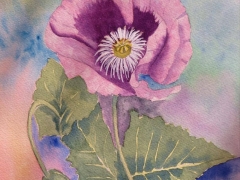 Poppy.jpg