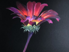Purple-African-Daisy
