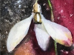 Snowdrop
