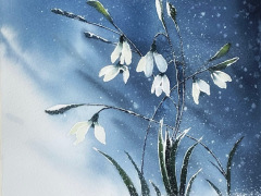 Snowdrops